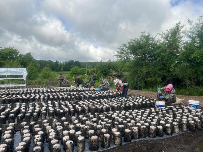 青岛木耳养殖技术视频怎么学？-图1