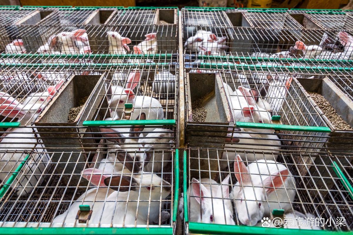 兔子养殖技术真的简单易学吗？-图3