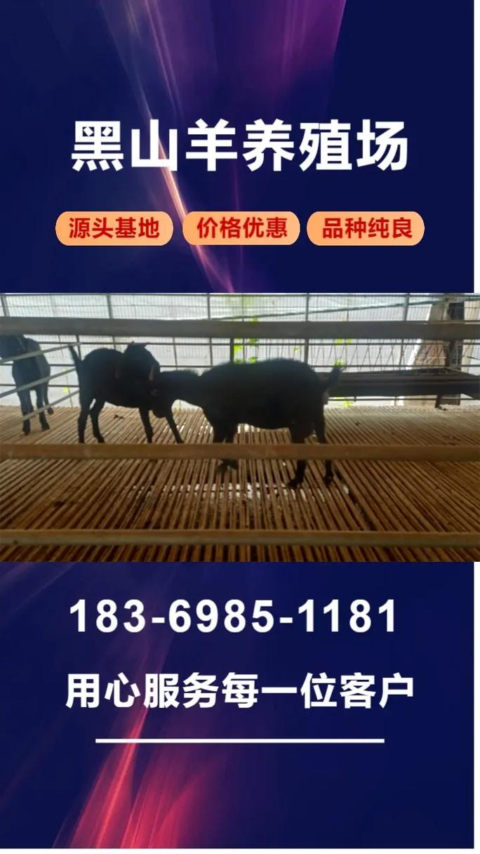 广州山羊价格现在啥趋势？-图1