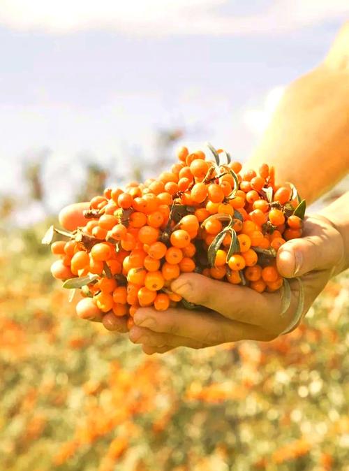 东北适合种哪些沙棘品种？-图1