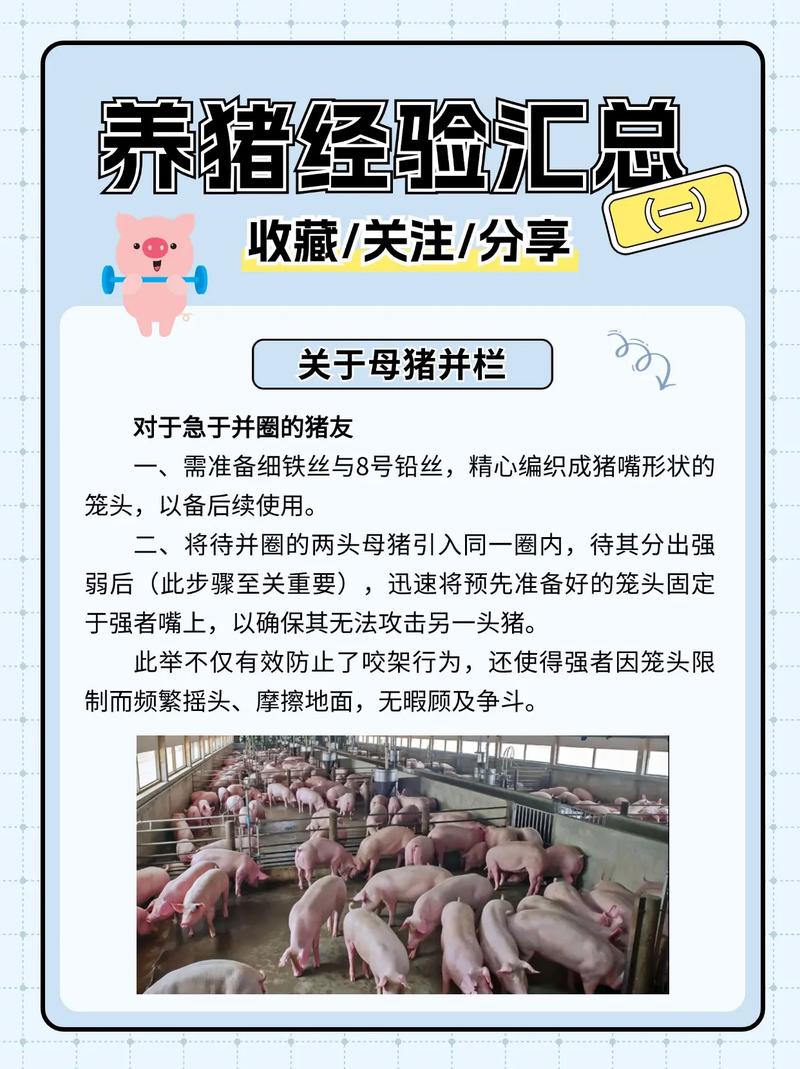 野猪养殖技术有哪些关键要点？-图1