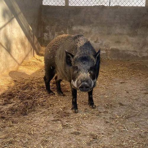 野猪养殖技术有哪些关键要点？-图3