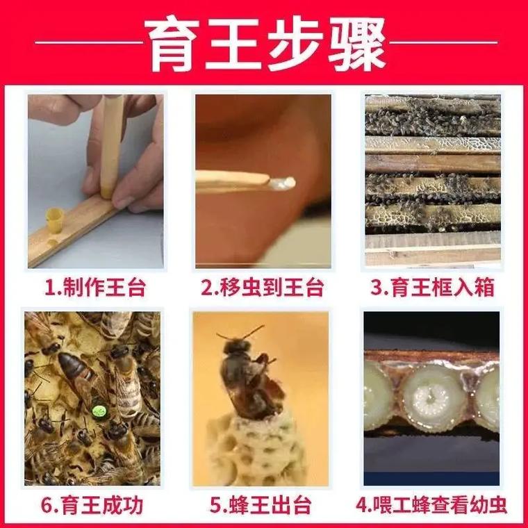 蜜蜂蜂王培育技术视频-图1 蜜蜂蜂王培育技术视频-图1