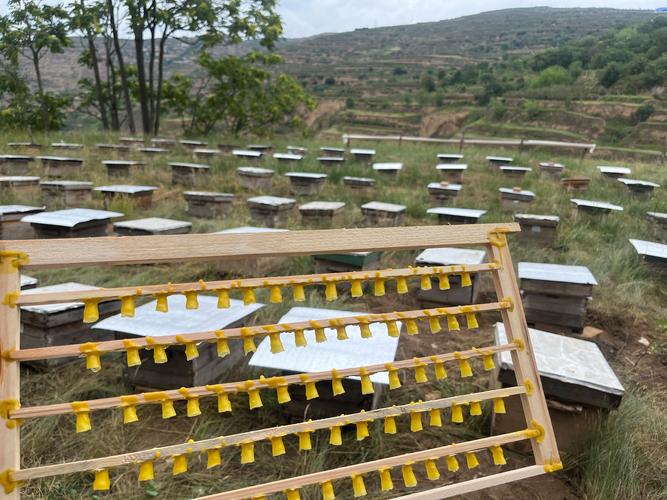 蜜蜂蜂王培育技术视频-图2 蜜蜂蜂王培育技术视频-图2