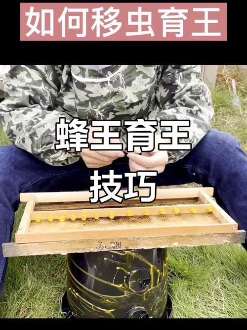 蜜蜂蜂王培育技术视频-图3 蜜蜂蜂王培育技术视频-图3