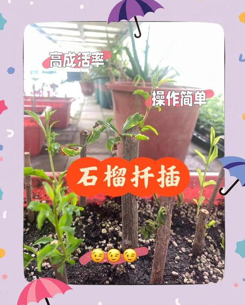夏天扦插石榴,怎样提高成活率?-图1 夏天扦插石榴,怎样提高成活率?-图1