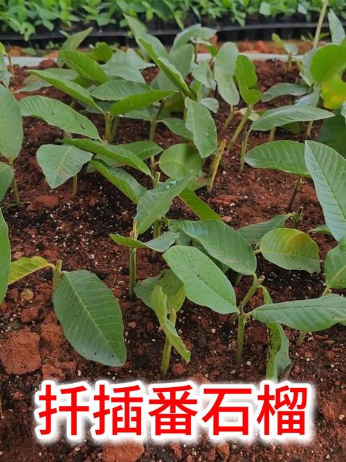 夏天扦插石榴,怎样提高成活率?-图2 夏天扦插石榴,怎样提高成活率?-图2