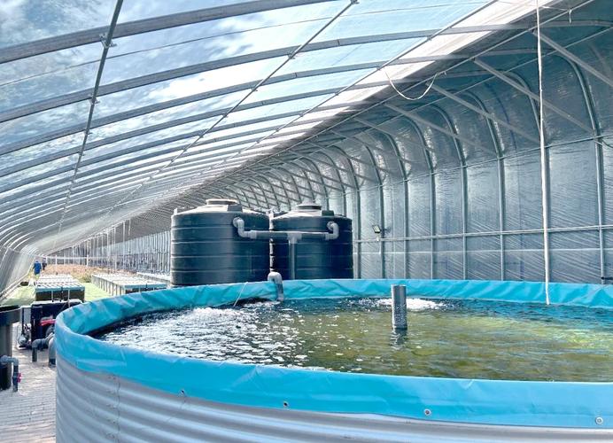 最新大棚养鱼技术视频有何创新点?-图1 最新大棚养鱼技术视频有何创新点?-图1