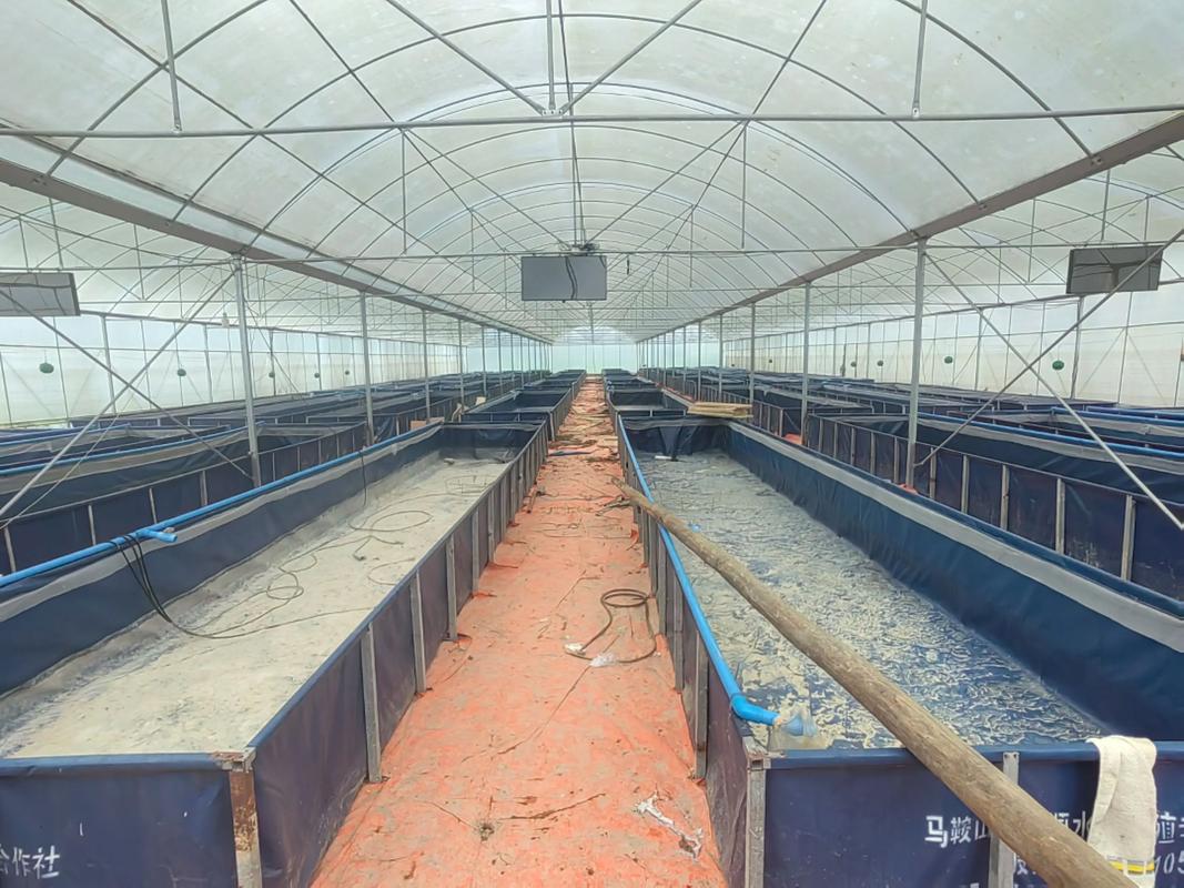 最新大棚养鱼技术视频有何创新点?-图3 最新大棚养鱼技术视频有何创新点?-图3