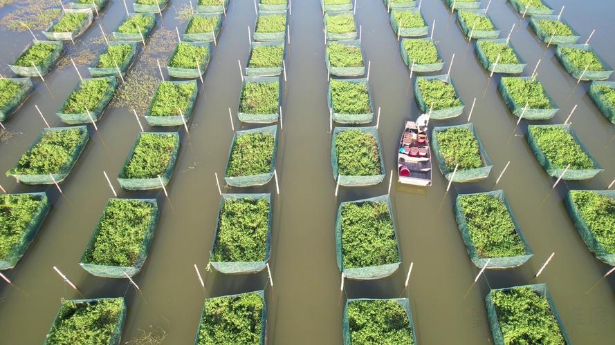 黄鳝网箱养殖如何防病?-图1 黄鳝网箱养殖如何防病?-图1