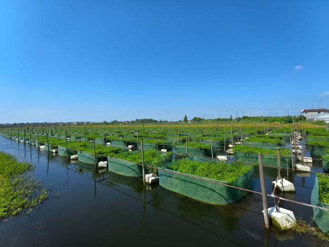 黄鳝网箱养殖如何防病？-图2