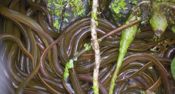 黄鳝网箱养殖如何防病？-图3