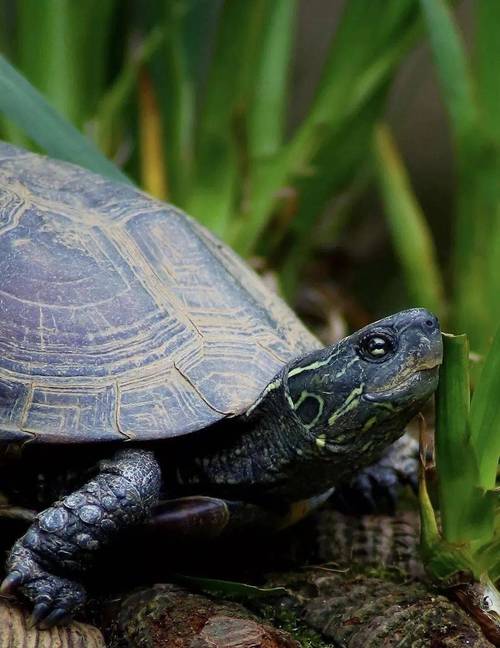 名贵乌龟价格最高的品种是哪种？-图1