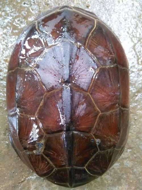 名贵乌龟价格最高的品种是哪种？-图2