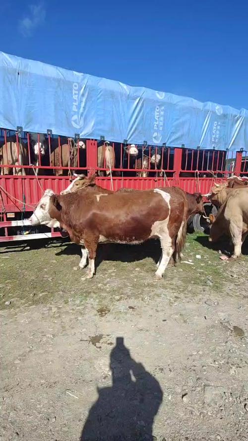 河南养牛主要有哪些品种？-图1