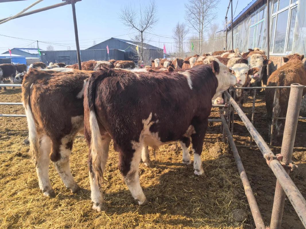 河南养牛主要有哪些品种？-图2