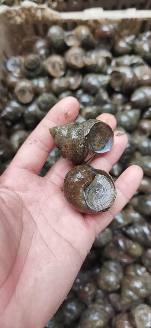 冬天田螺养殖技术有哪些要点？-图3