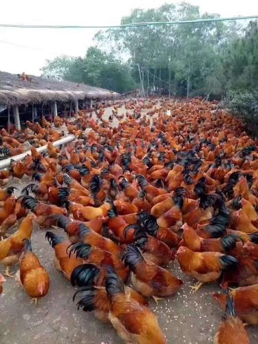 散养鸡苗选什么品种好？-图2