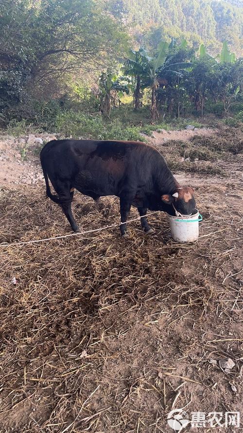 杂交黄牛技术视频如何高效播放学习？-图3