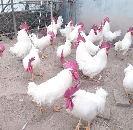 国内高产蛋鸡品种有哪些？-图1