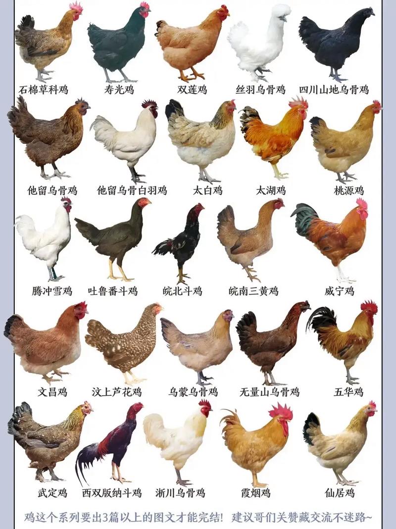 国内高产蛋鸡品种有哪些？-图2