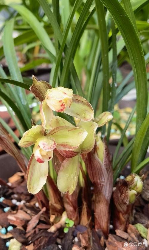 兰花望月冠是什么兰花品种?-图2 兰花望月冠是什么兰花品种?-图2