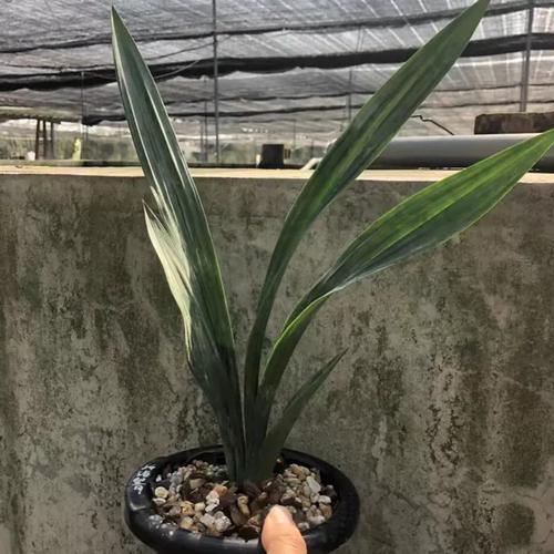 兰花望月冠是什么兰花品种?-图1 兰花望月冠是什么兰花品种?-图1