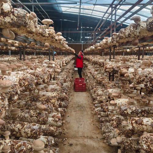 邛崃香菇种植技术中心有何核心优势?-图1 邛崃香菇种植技术中心有何核心优势?-图1