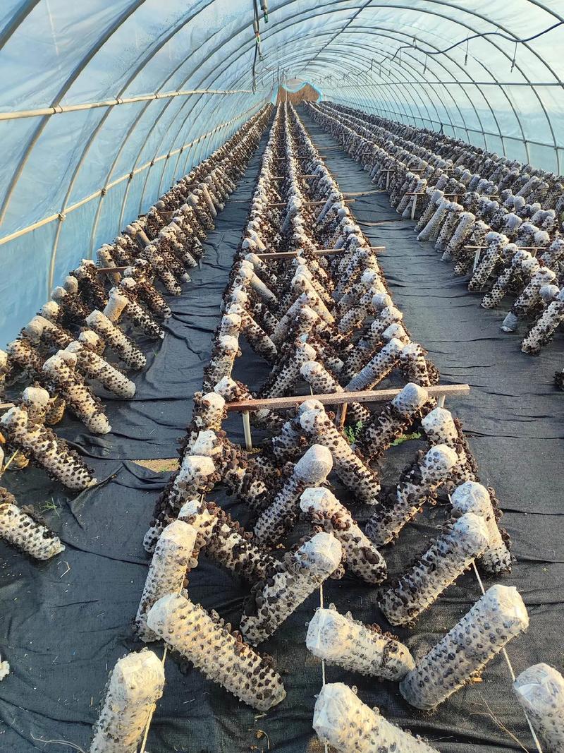 邛崃香菇种植技术中心有何核心优势?-图3 邛崃香菇种植技术中心有何核心优势?-图3