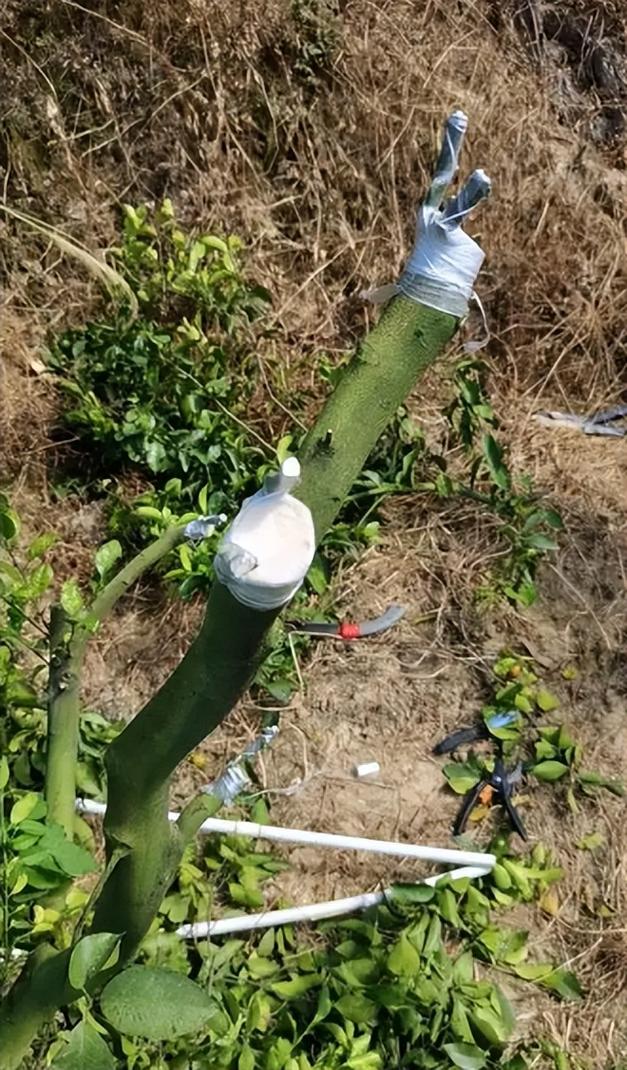 春季柚子修剪怎么剪？视频教你技巧！-图2