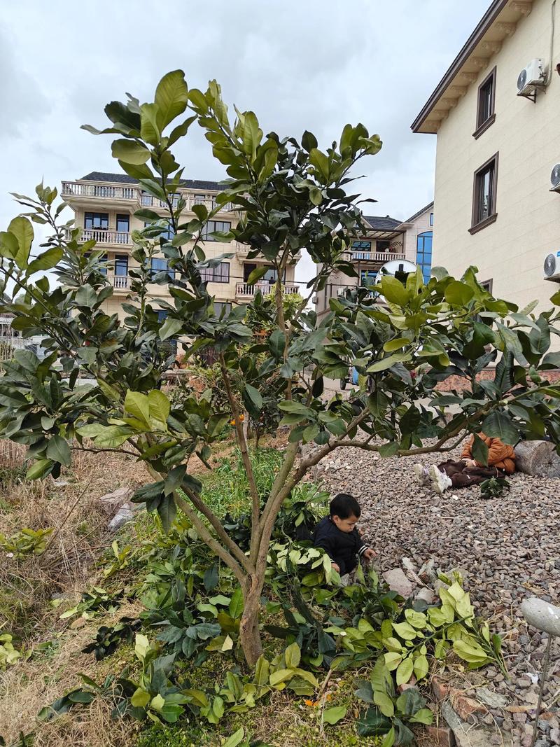 春季柚子修剪怎么剪？视频教你技巧！-图1