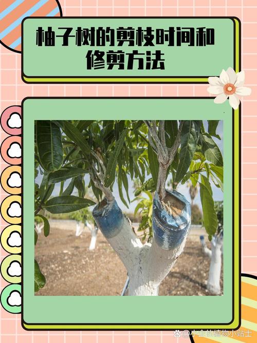 春季柚子修剪怎么剪？视频教你技巧！-图3