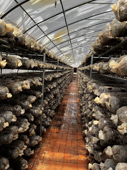 香菇种植技术有哪些关键要点?-图1 香菇种植技术有哪些关键要点?-图1