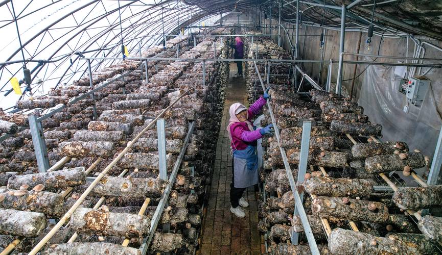 香菇种植技术有哪些关键要点?-图3 香菇种植技术有哪些关键要点?-图3