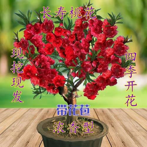 嫁接的桃花品种怎么选？-图2