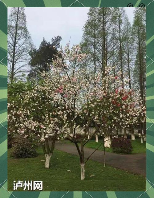 嫁接的桃花品种怎么选？-图3