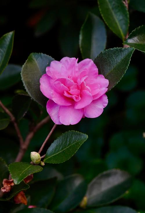 哪些茶花品种最耐寒?-图1 哪些茶花品种最耐寒?-图1