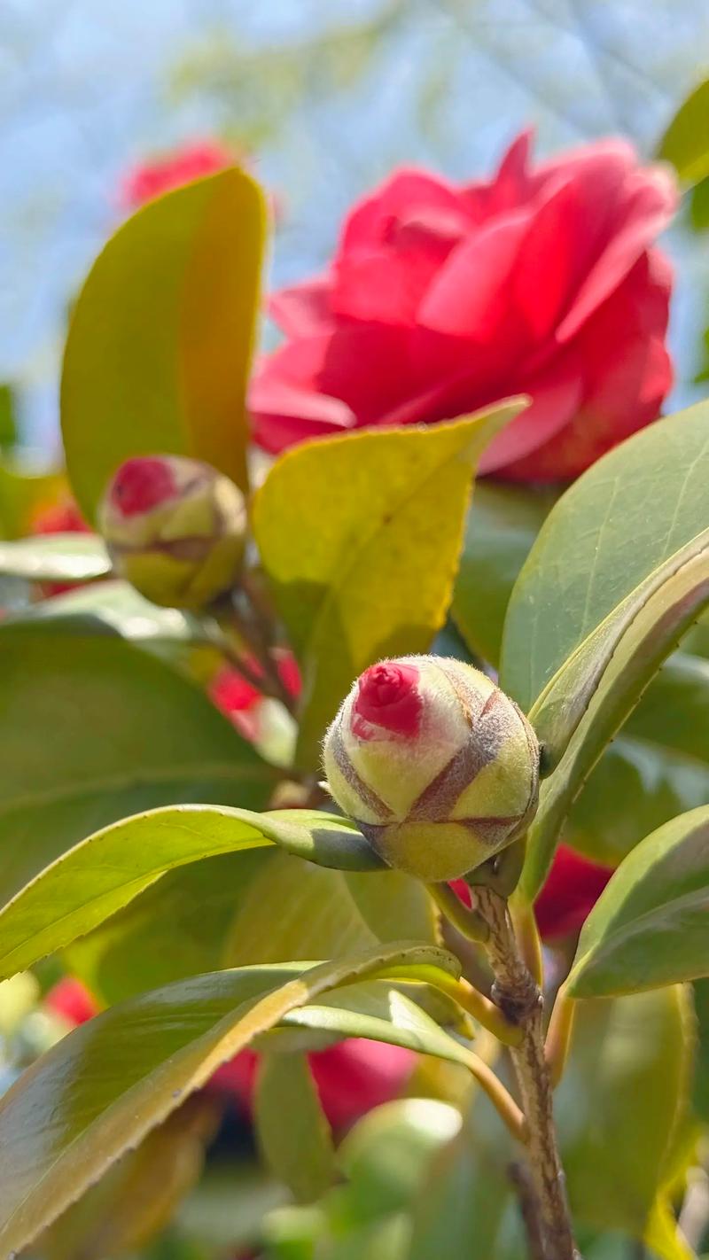 哪些茶花品种最耐寒?-图2 哪些茶花品种最耐寒?-图2