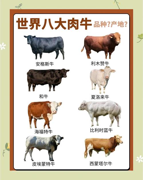 国外大型肉牛品种有哪些?-图1 国外大型肉牛品种有哪些?-图1