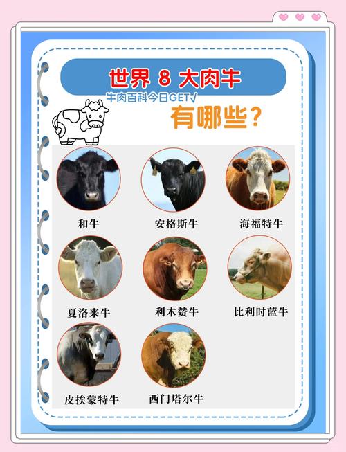国外大型肉牛品种有哪些?-图3 国外大型肉牛品种有哪些?-图3