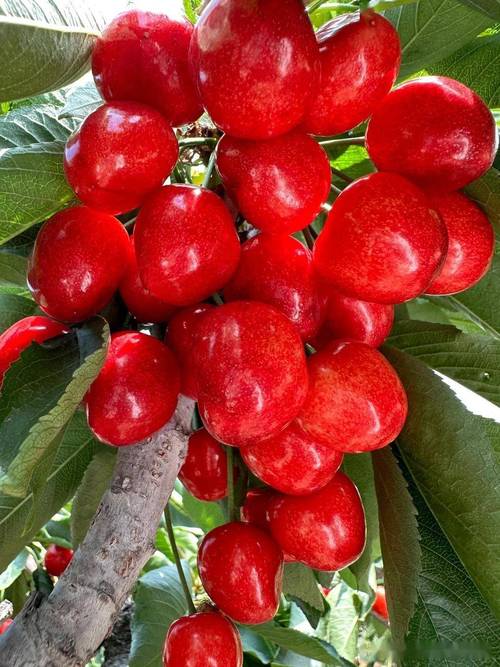 哪种大樱桃品种最好吃？-图1