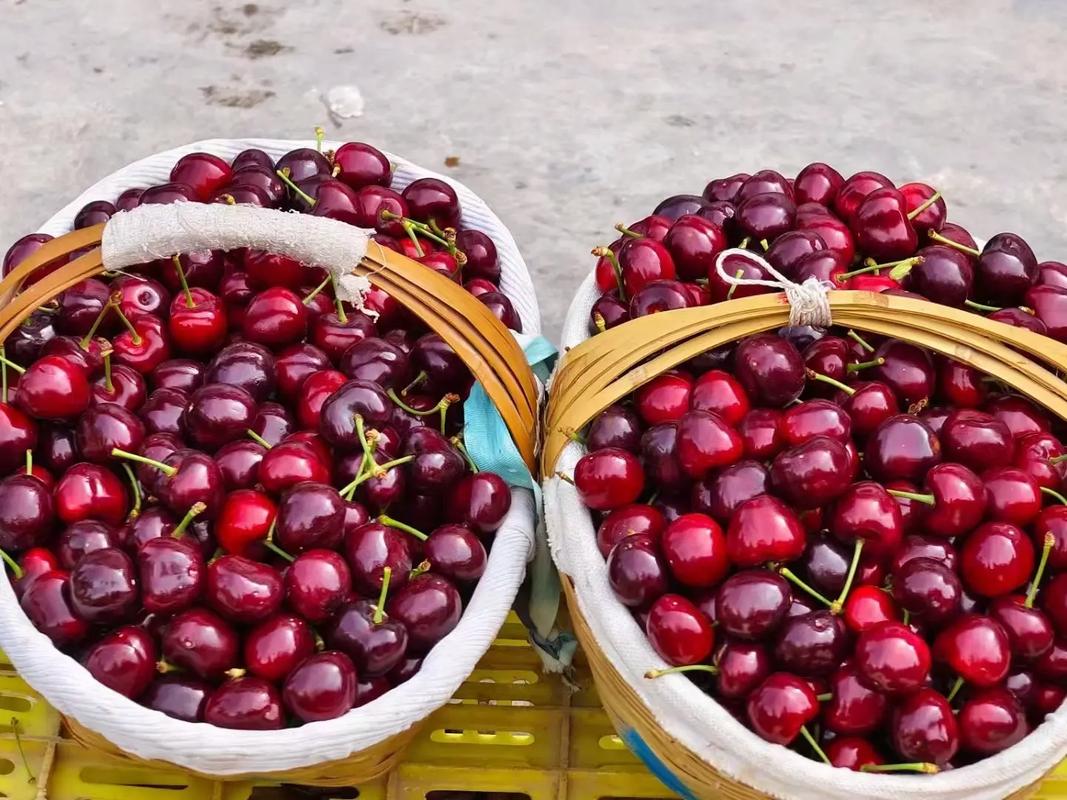 哪种大樱桃品种最好吃？-图3