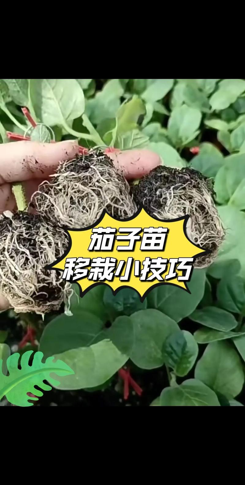 早春茄子怎么种?视频技术要点有哪些?-图1 早春茄子怎么种?视频技术要点有哪些?-图1
