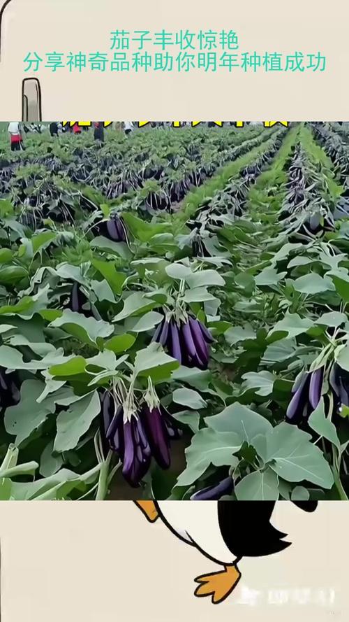 早春茄子怎么种?视频技术要点有哪些?-图2 早春茄子怎么种?视频技术要点有哪些?-图2