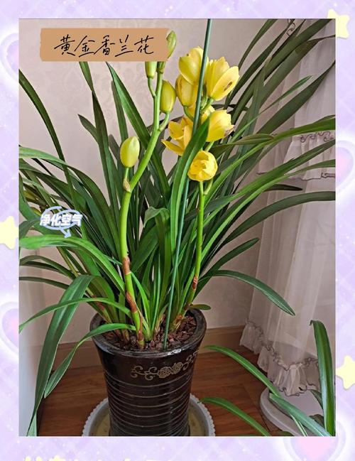 北方养兰花，哪些品种最合适？-图2