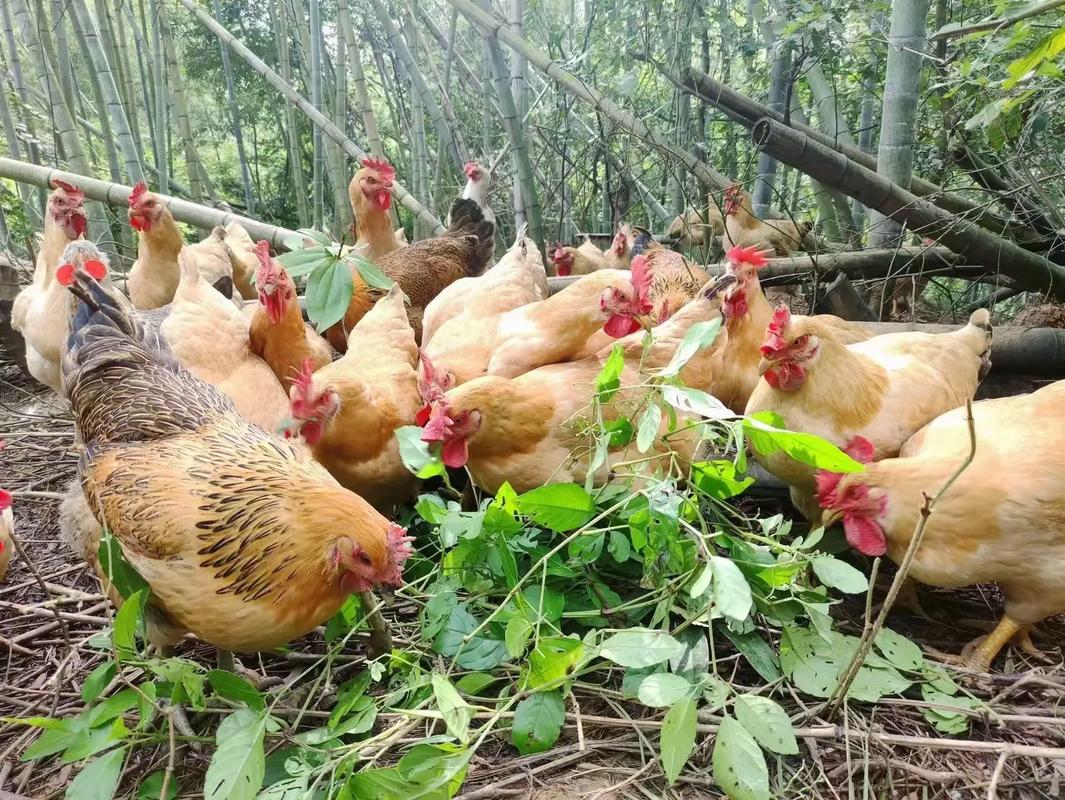 竹林山地土鸡养殖技术要点有哪些?-图1 竹林山地土鸡养殖技术要点有哪些?-图1