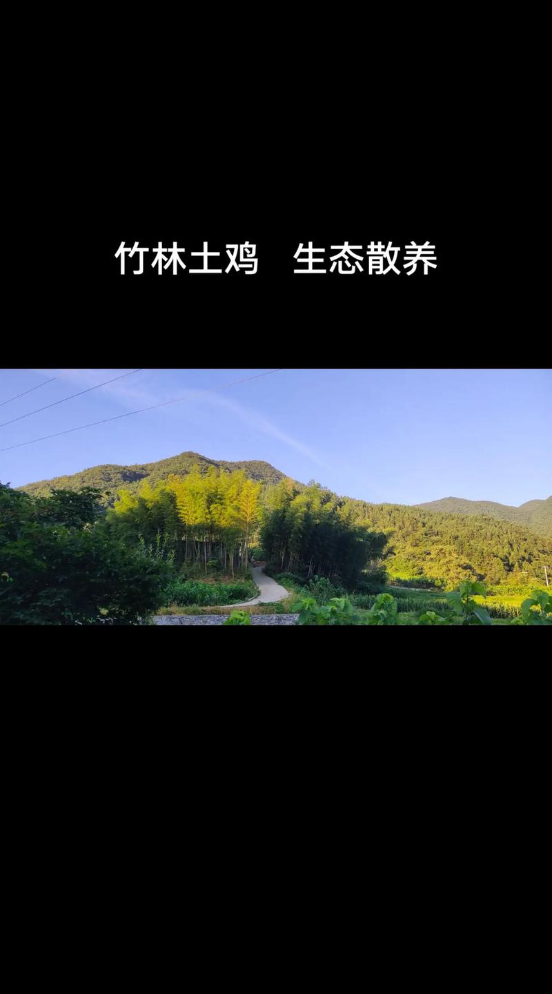 竹林山地土鸡养殖技术要点有哪些?-图2 竹林山地土鸡养殖技术要点有哪些?-图2