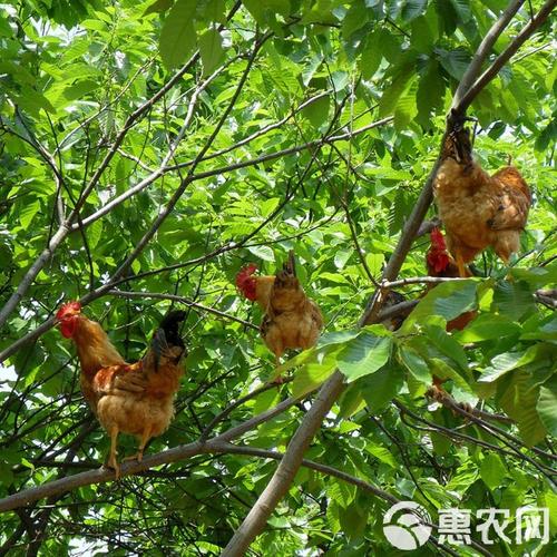 竹林山地土鸡养殖技术要点有哪些?-图3 竹林山地土鸡养殖技术要点有哪些?-图3