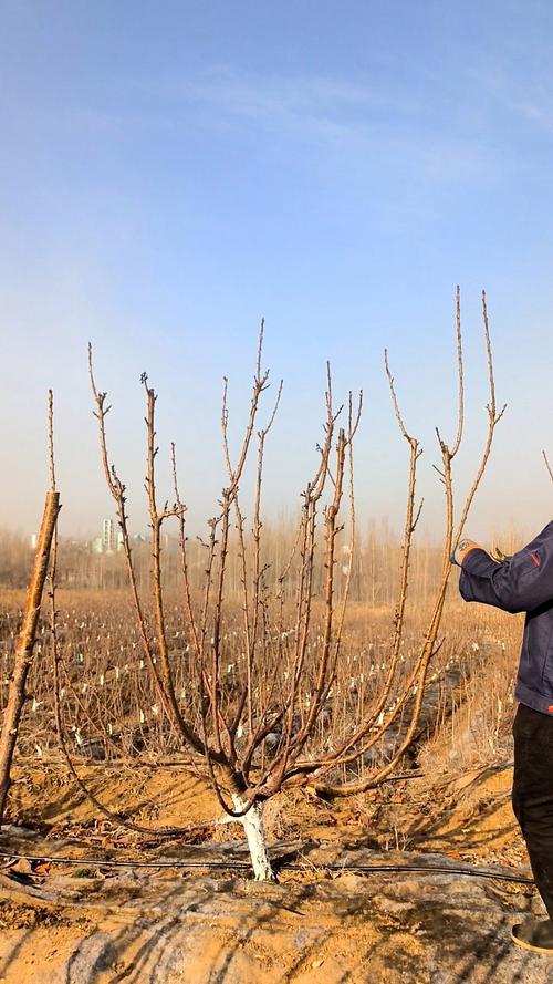 樱桃夏季整形修剪怎么做？-图2