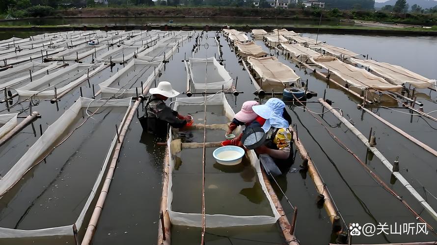 青虾养殖技术视频有哪些关键点?-图1 青虾养殖技术视频有哪些关键点?-图1